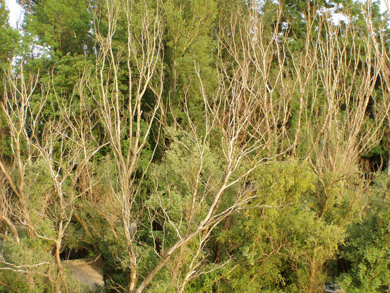 P5270043