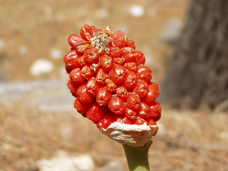 P8060043