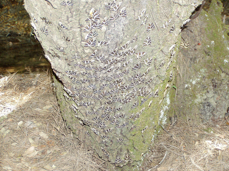 P8070125