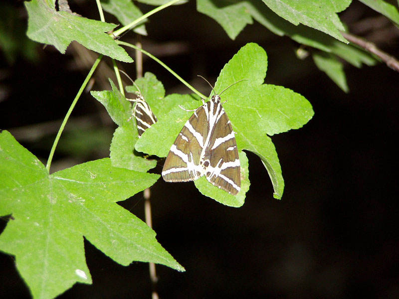P8070127