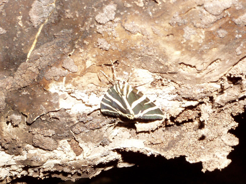 P8070130