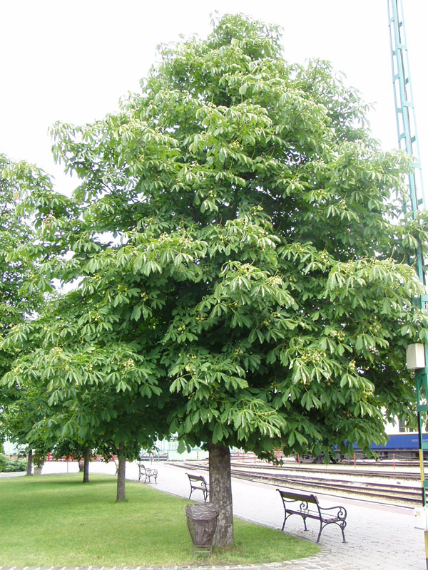 P6120064