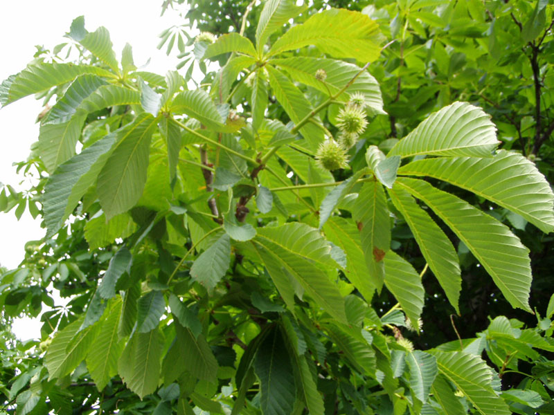 P6120065